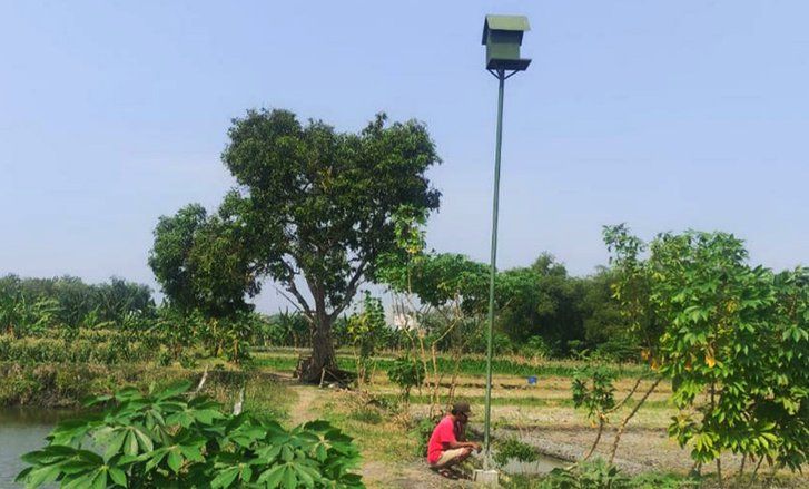 Rubuha Jadi Alternatif Pertanian di Desa Menunggal Kedamean, Minimkan Hama Tikus