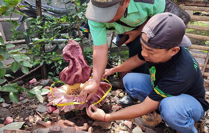 Dua Bunga Bangkai Tumbuh Liar di Ponorogo&nbsp;