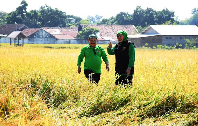 Bupati Situbondo: Alhamdulillah Panen BK 01 dan BK 02 Lampaui Target
