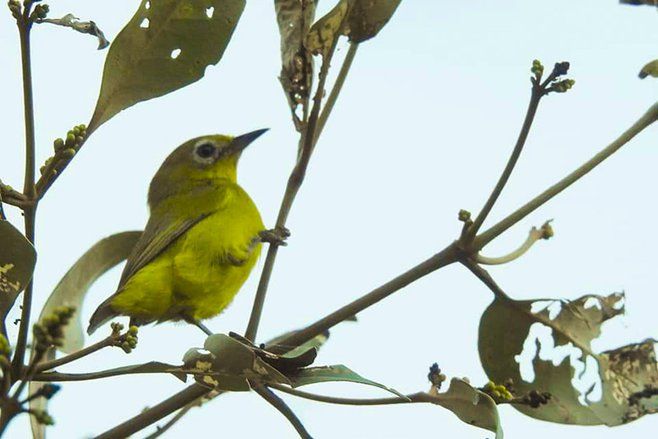 Dua Burung Langka, Kacamata Jawa dan Bubut Jawa Berhasil Dijumpai di Wilayah Pesisir Probolinggo