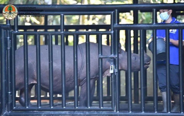 Tanpa Pejantan, Badak Sumatera Kalimantan Hadapi Krisis Genetik