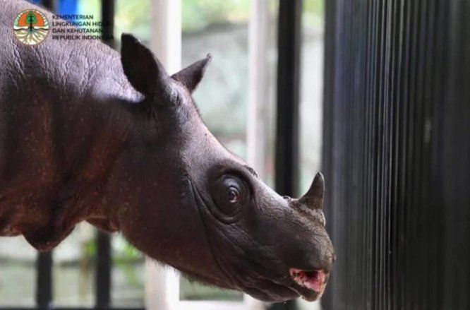 Badak Kalimantan Tinggal Dua, Program IVF Jadi Harapan Terakhir