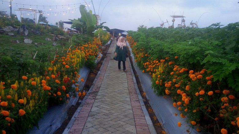 Hamparan Bunga Sambut Banyuwangi Agro Expo 2019