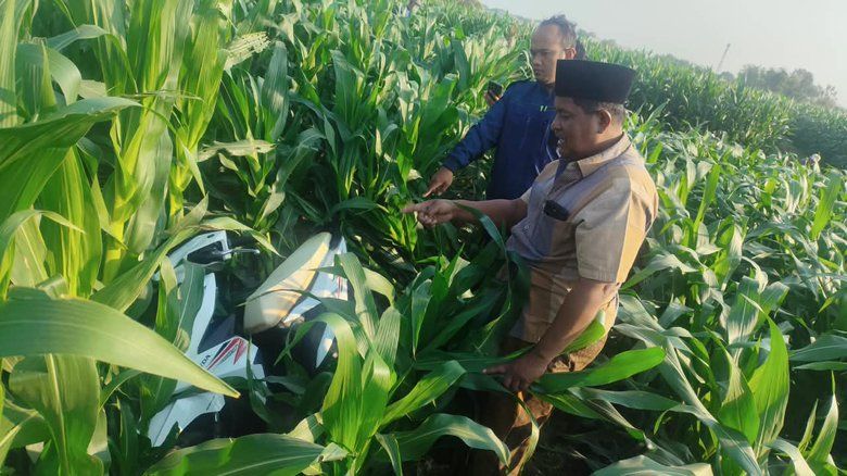 Honda Beat Misterius Ditemukan di Sawah Probolinggo