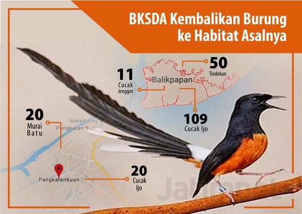 BKSDA Jatim Kembalikan Burung Endemik ke Kalimantan