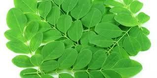 Kelor Bisa Mengatasi Masalah Kekerdilan