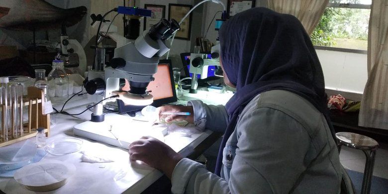 Kandungan Mikroplastik di Pesisir Surabaya Mengkhawatirkan