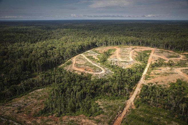 Deforestasi Picu Ledakan Nyamuk dan Tingkatkan Risiko Penyakit Berbahaya