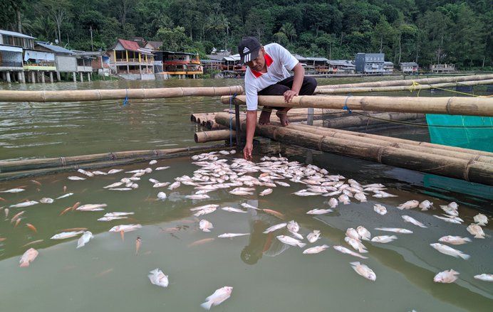 Bercampur Belerang, Ribuan Ikan Telaga Ngebel Mati Mendadak 