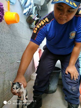 Kisah Petugas Damkar Selamatkan Anak Kucing Terjebak dalam Pipa
