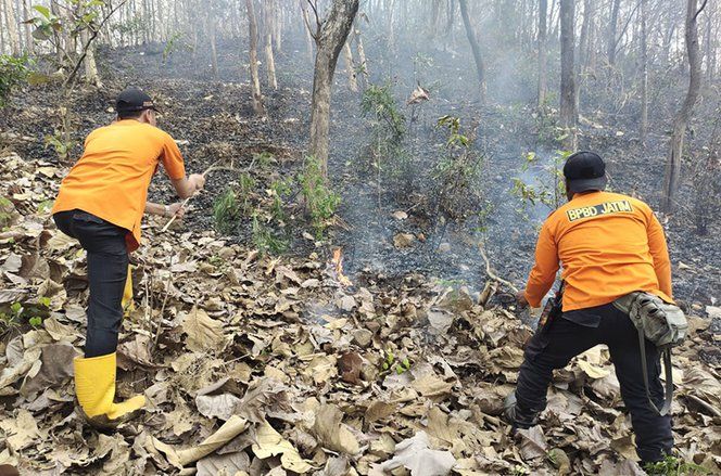 Diduga Dibakar Orang, Hutan Jati Seluas 4 Hektare di Jatirejo Mojokerto Terbakar
