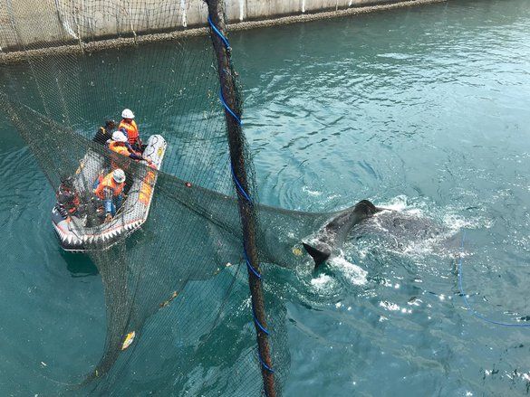 Hiu Paus Terjebak di Inlet PLTU Paiton Telah DIbebaskan