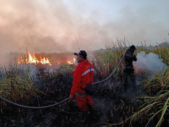 Way Kambas Terbakar, Jalur Gajah Kini Terancam
