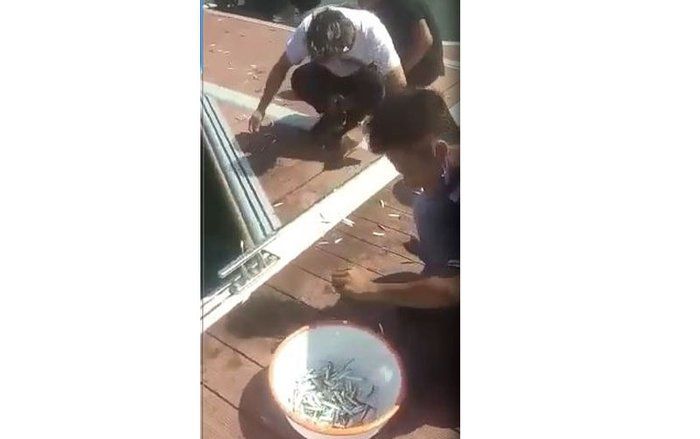 Ratusan Ikan <em>Sempenit</em> Melompat ke Dermaga Pantai Marina, Ini Penjelasan Dinas Perikanan Banyuwangi  