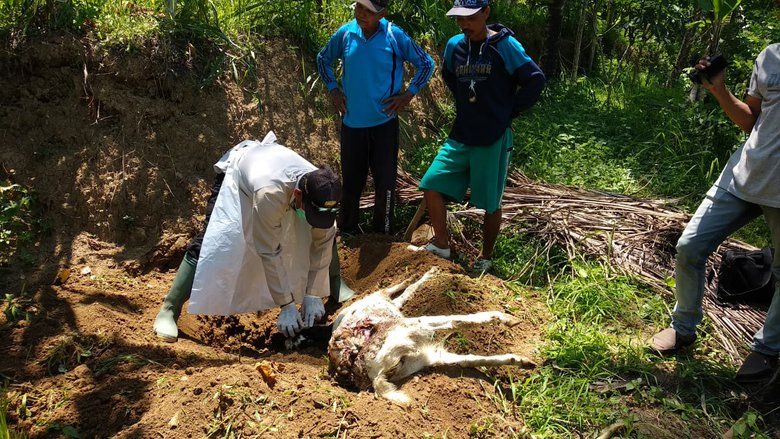 Kambing Mati di Pacitan Capai 41 Ekor, Dinas Terkait Minta Bantuan Perbakin