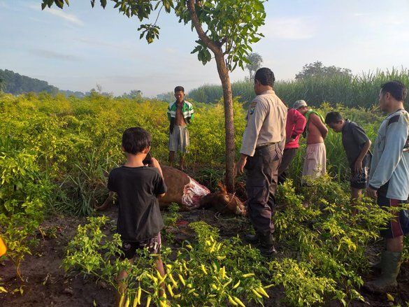 Heboh Sapi Dicuri dan Dimutilasi di Mojokerto