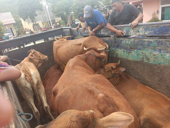 Diduga Hasil Curian, Truk dan Enam Sapi Limosin Diamankan