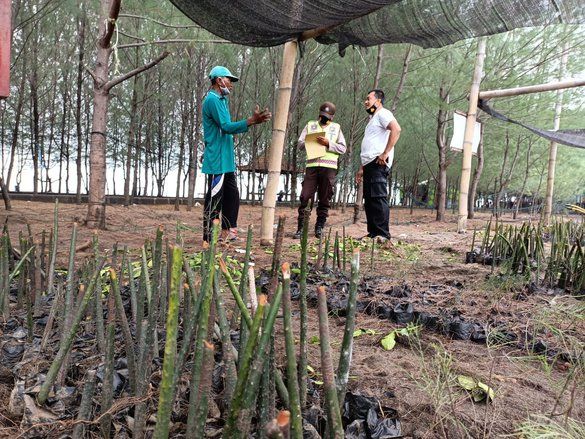 Polisi Selidiki Perusakan Bibit Mangrove di Pantai Duta Probolinggo
