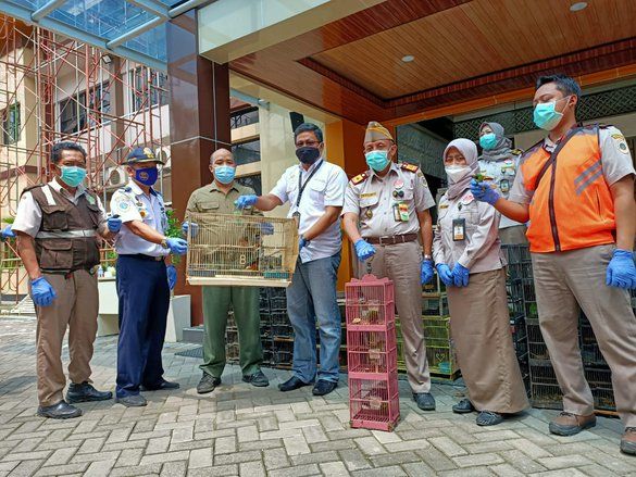 Balai Karantina Pertanian Surabaya Amankan Ratusan Burung Murai Batu dan Cucak Hijau