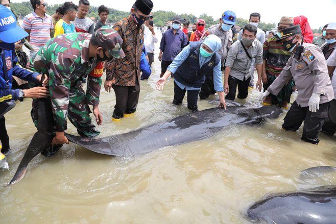 Penyebab Paus Terdampar, Ini Pendapat Pakar Biologi ITS