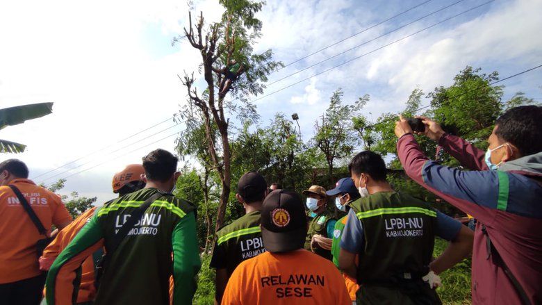 Potong Daun untuk Pakan Ternak, Petani Tewas Tersengat Listrik Tegangan Tinggi
 