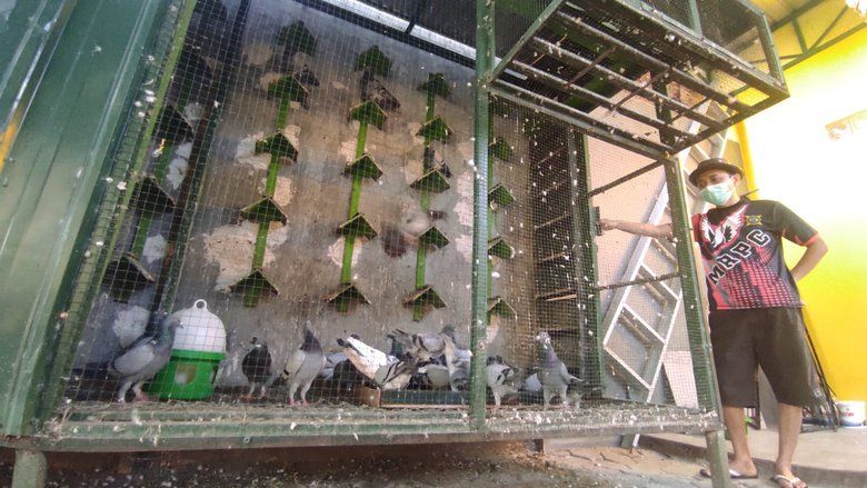 Merawat Merpati Pos <em>Racing</em>, Merpati Penjelajah Ratusan Kilometer