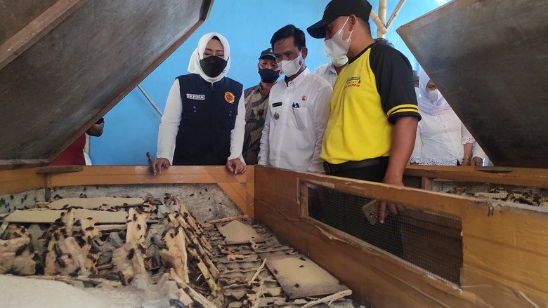 Serap Tenaga Kerja di Era Pandemi, Budidaya Jangkrik Tetap Menarik
