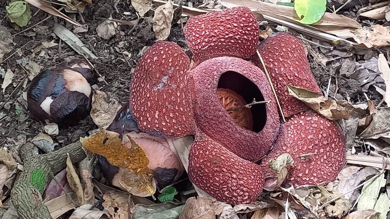 Warga Tepi Hutan KPH Banyuwangi Utara Temukan Bunga Rafflesia
