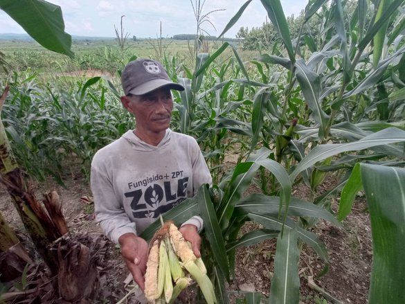Petani Mojokerto Jaga Tanaman Jagung dari Serangan Ratusan Ekor Monyet