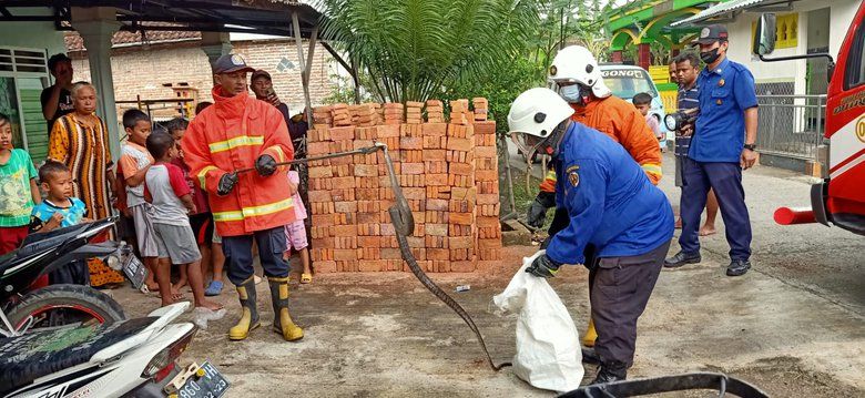Tim Damkar Mojokerto Evakuasi Ular Cobra Sepanjang 2 Meter  