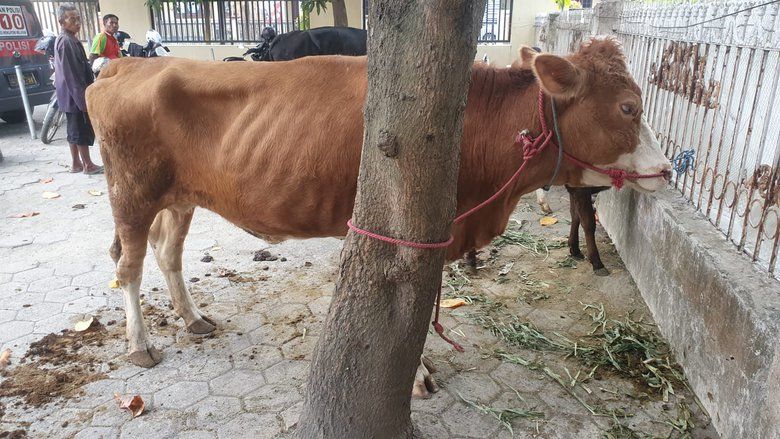 Polisi Ringkus Komplotan Penadah Curwan Sapi di Probolinggo

&nbsp;