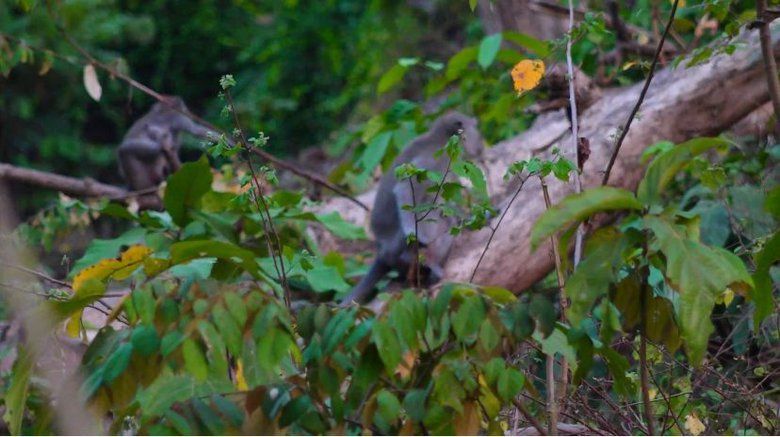 Kemarau Panjang, Kawanan Kera Turun Gunung Kelaparan  