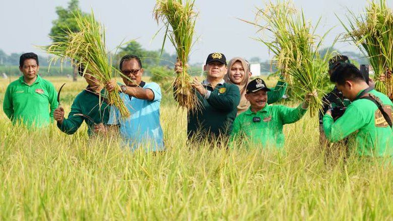 Bibit Padi Masa Depan, Bupati Situbondo Panen Bibit Padi BK 01 dan 02 Agritan