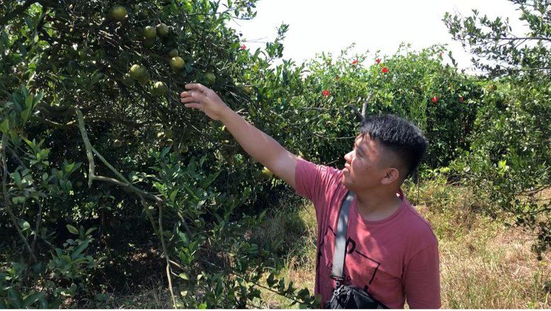Sensasi Petik dan Makan Jeruk di Kebun Jeruk Tangunan Mojokerto