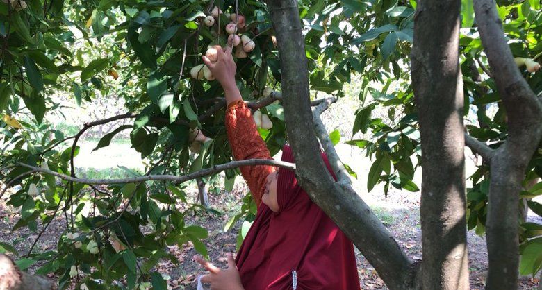 Wisata Petik Jambu Air di Mojokerto, Bisa Makan Sepuasnya dan Gratis Tanpa Tiket