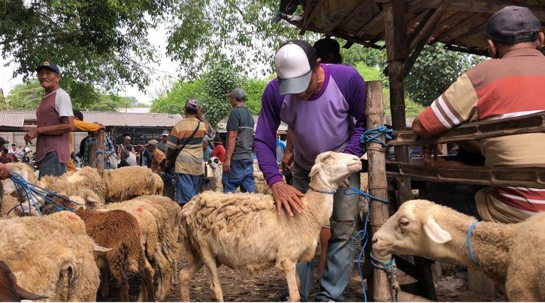 Menjelang Idul Adha, Jasa Salon Kambing di Pasar Hewan Mojokerto Laris
