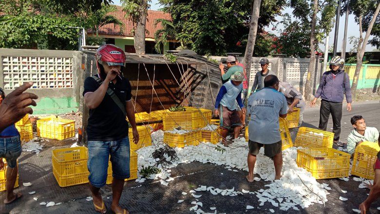 Pikap Bermuatan Kelapa Terguling di Jalan Raya Desa Kalipuro Pungging Mojokerto