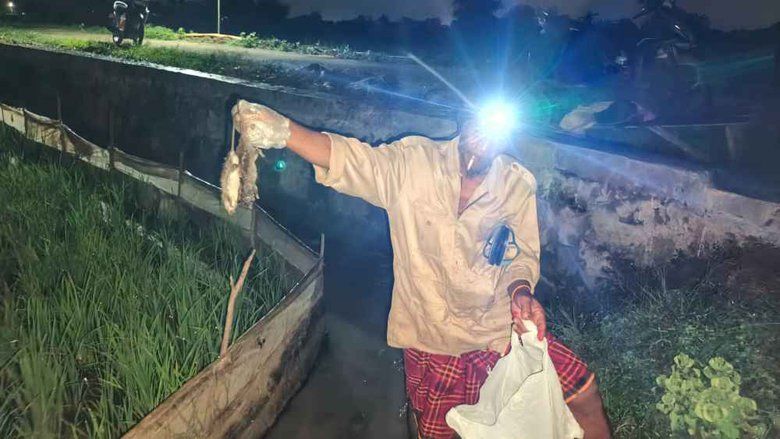 Festival Gropyokan, Cara Unik Petani di Gresik Basmi Hama Tikus di Sawah