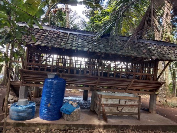 Marak Pencurian Kambing Menjelang Iduladha, Empat Kambing Raib di Desa Temuasri Banyuwangi