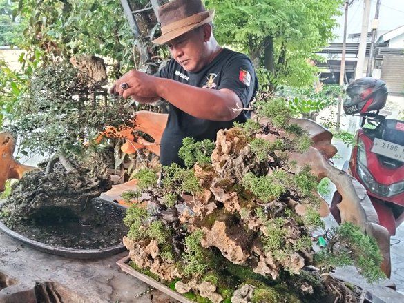 20 Tahun Merawat Bonsai, Mohamad Masrur Ungkap Suka Dukanya