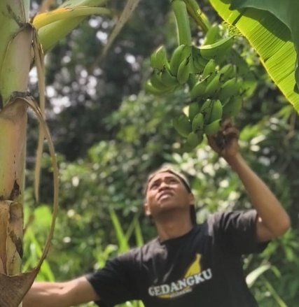 Sukses Budidayakan Pisang, Pemuda Mojokerto Ini Raup Omzet Jutaan Rupiah per Bulan