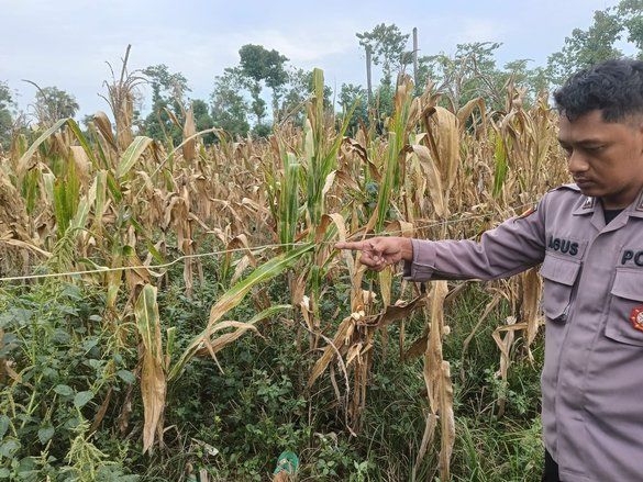 Hendak Panen Jagung, Buruh Tani Tewas Tersengat Listrik Lampu Penerangan Jalan