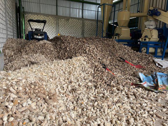 PLTU Tanjung Awar-Awar Kembangkan Biomassa dari Limbah Pertanian Jagung
 