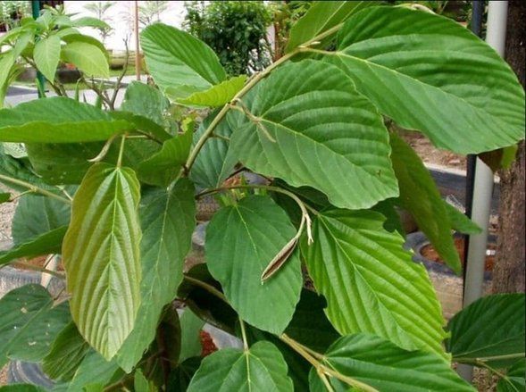 Dosen Unair Temukan Zat Ankikanker di Daun Apa-Apa