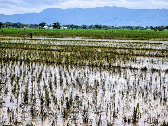 Sawah Terancam Gagal Panen Akibat Banjir, Ini Antisipasi Pemkab Ponorogo