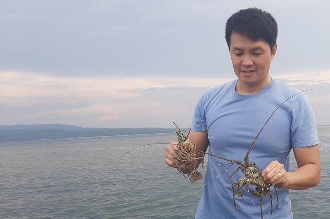 Budidaya Lobster di Banyuwangi, Pertahankan Hidup Lobster hingga 80 Persen