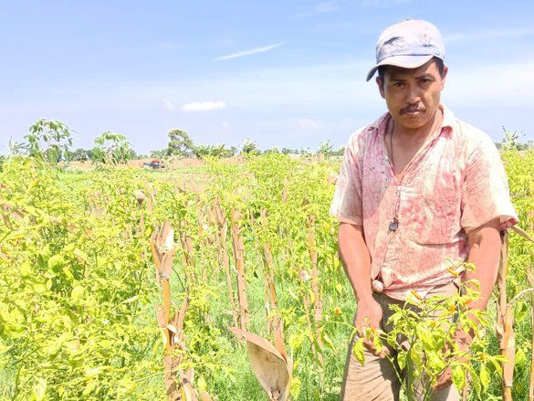 Harga Cabai Rawit di Pasar Bandung Tulungagung Rp550 Ribu per Kilogram?