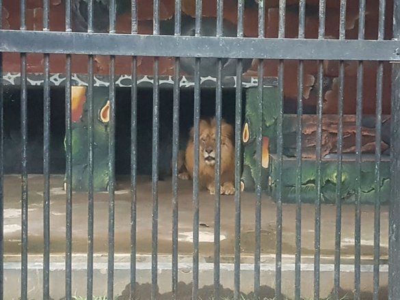 Dua Singa Afrika Jadi Koleksi Baru TWSL Kota Probolinggo
