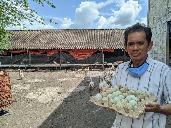 Imbas Corona, Omzet Peternak Telur Bebek Turun 42 Persen