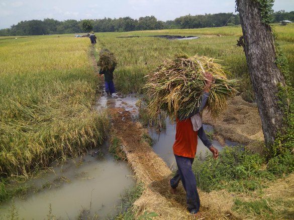 Ratusan Hektar Sawah Terendam Banjir, Kualitas Padi di Madiun Diprediksi Menurun
